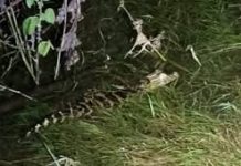 Preocupación en el Dique Cabra Corral: Vieron un Yacaré bebé