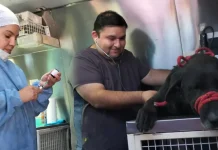 Salta: veterinarios municipales atendieron de urgencia a un perro atropellado