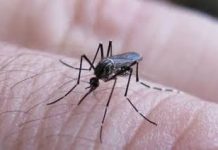 En Salta no se confirmaron casos de dengue