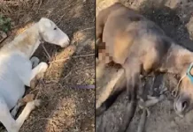 Ejecutaron a varios caballos en Campo Santo, apuntan contra un finquero