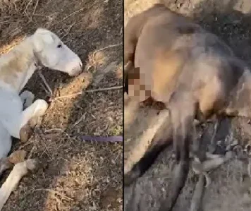 Ejecutaron a varios caballos en Campo Santo, apuntan contra un finquero