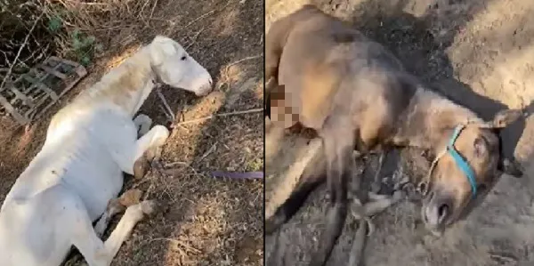 multimedia.miniatura.9255fcef49a56fbe.bWluaWF0dXJhLndlYnA=