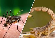 Preocupa la aparición de alacranes con el calor: Ya hay 529 casos de picaduras en el año