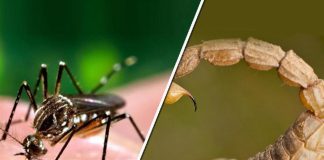 Preocupa la aparición de alacranes con el calor: Ya hay 529 casos de picaduras en el año