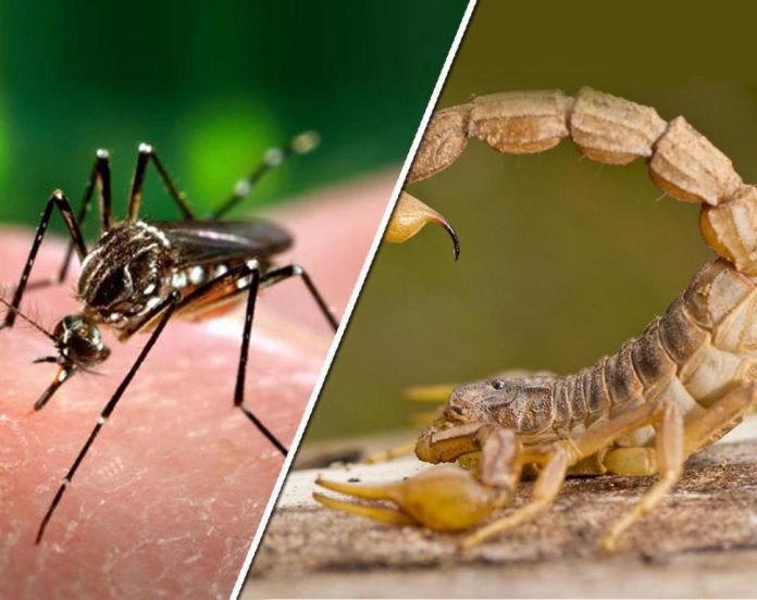 multimedia.normal.873359360300fd7d.64656e677565207920616c616372616e65735f6e6f726d616c2e6a7067