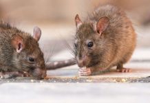 Hantavirus: aumentan los casos en el país y piden extremar las medidas de prevención