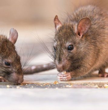 Hantavirus: aumentan los casos en el país y piden extremar las medidas de prevención