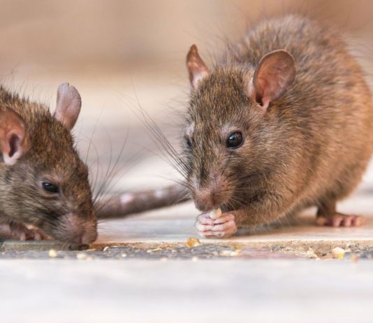Hantavirus: aumentan los casos en el país y piden extremar las medidas de prevención