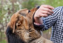 Salta: Se notificaron cerca de mil casos de mordeduras de perros en el ultimo año