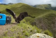 Liberaron dos cóndores andinos en Cachi