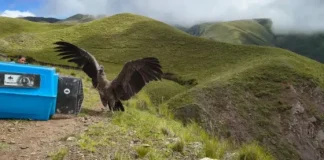 Liberaron dos cóndores andinos en Cachi