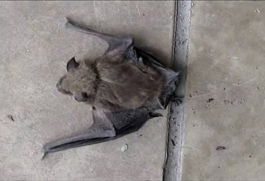 Murciélago con rabia en B° Grand Bourg: “Se hace un anillo de contención”