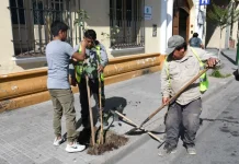 Más verde para la ciudad de Salta: el municipio repuso 300 árboles en el macrocentro