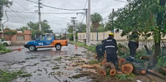 Más de 40 incidentes por el temporal en Salta: caídas de árboles, postes, cables y voladuras de chapas