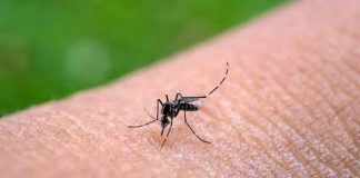 Chikungunya: Ascienden a 413 los casos confirmados y refuerzan las acciones de prevención en Salta