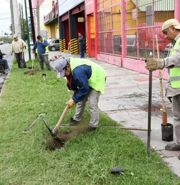 Salta: La plantación de nuevos árboles le dará mayor volumen verde a la Avda. Chile