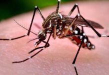 Salta ya tiene más de 2.100 casos de chikungunya