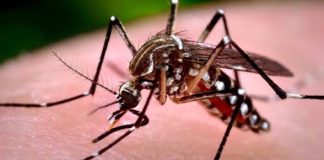 Salta ya tiene más de 2.100 casos de chikungunya
