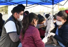 Salta: El operativo de saneamiento animal dejó 11 casos positivos de leptospirosis canina