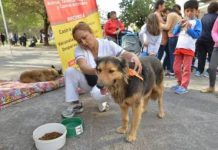 “Los perros no son peregrinos”: El pedido para evitar que acompañen las caminatas del Milagro