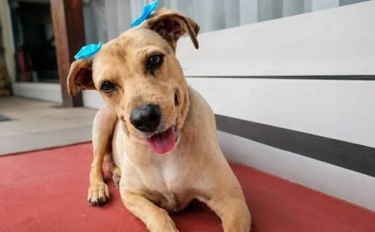 Ley Lola en Salta: hasta 30 días de trabajo comunitario por maltrato y abandono animal