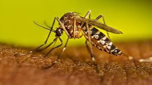 Salta se prepara para casos graves de dengue y pide reforzar la donación de plaquetas