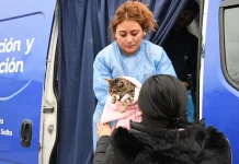 Bienestar Animal: continúan las castraciones gratuitas en los barrios