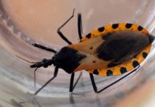 Detectaron vinchucas en ocho viviendas de El Galpón y preparan un operativo de control