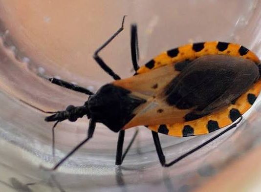 Detectaron vinchucas en ocho viviendas de El Galpón y preparan un operativo de control