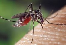 Salta se prepara para la nueva temporada de enfermedades transmitidas por mosquitos