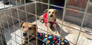 Perros extraviados durante el Milagro: continúa la búsqueda de sus familias