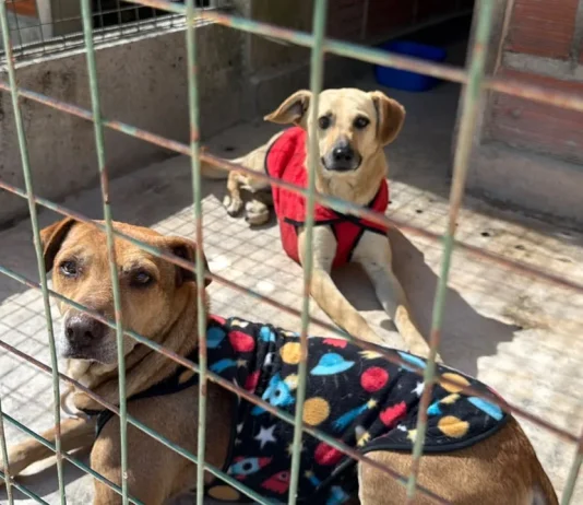 Perros extraviados durante el Milagro: continúa la búsqueda de sus familias