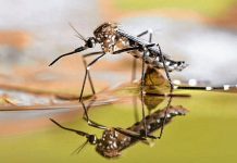 Advierten que las lluvias del Súper Niño podrían favorecer la proliferación del mosquito del dengue