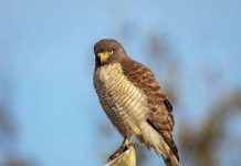 La Municipalidad de Salta rescató a un aguilucho taguató